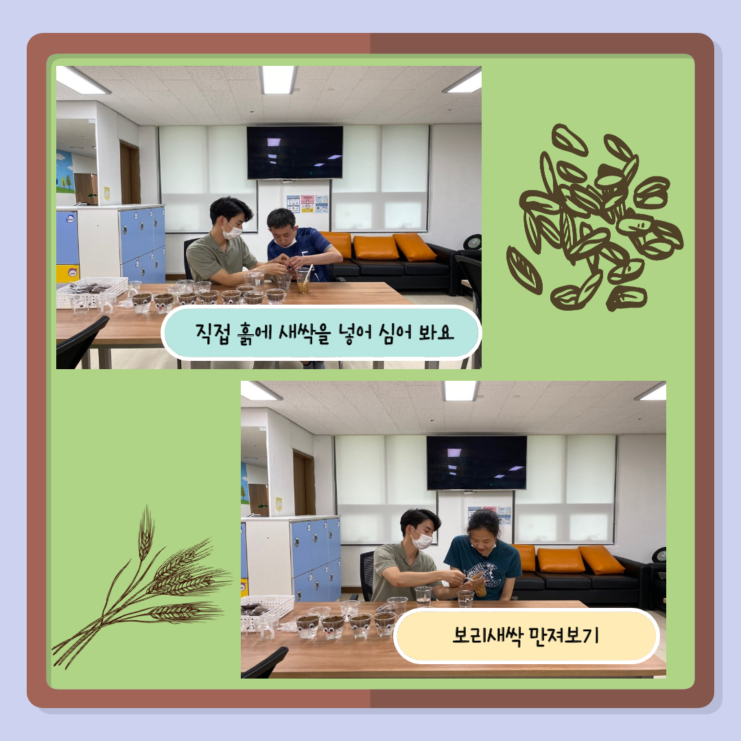 직접 보리새싹을 키워보기위해 씨앗을 담아보며 화분을 만드는 사진 