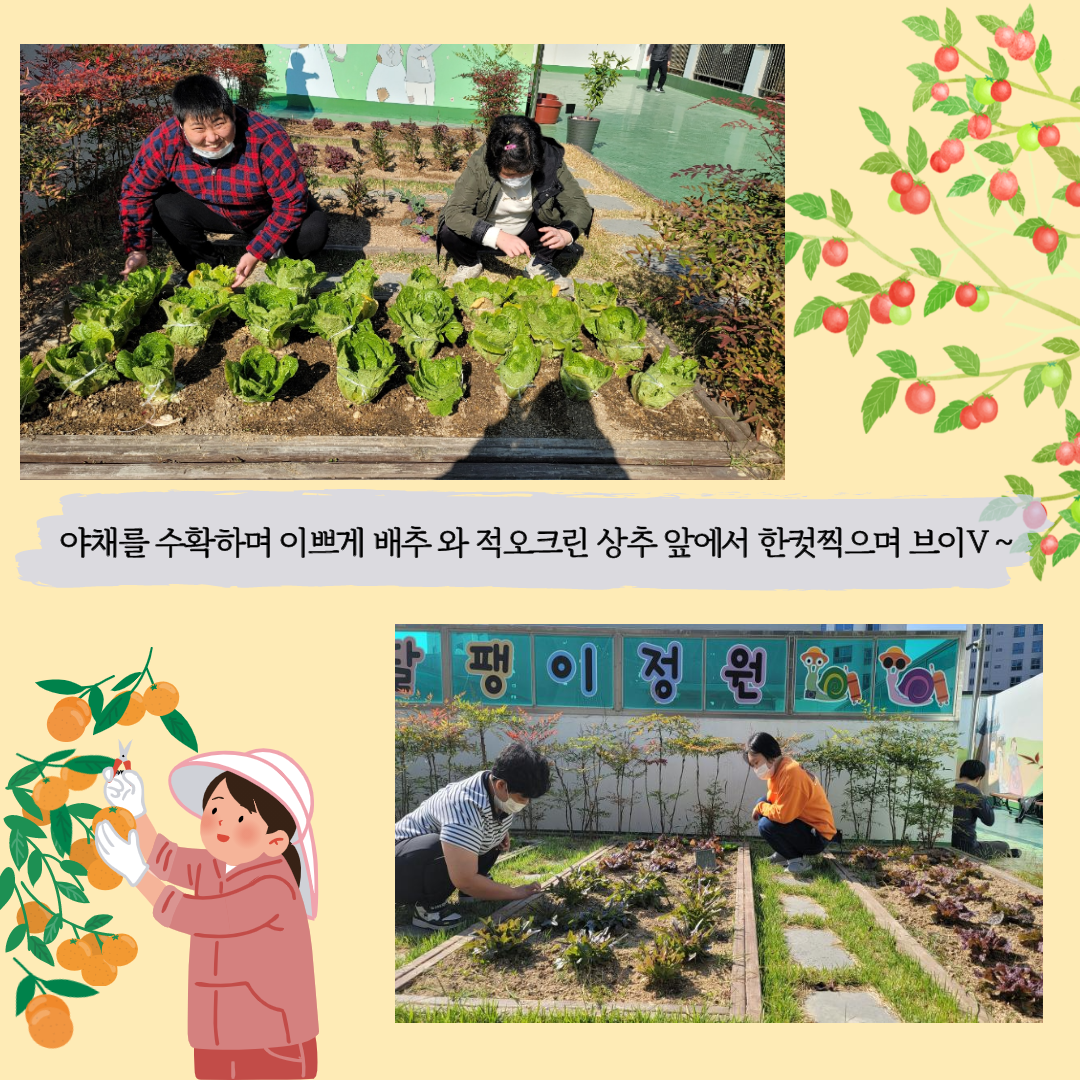 다 자란 작물을 수확하는 사진